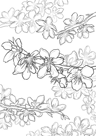 Peach Blossom Coloring Page